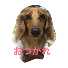 [LINEスタンプ] うちの愛犬！