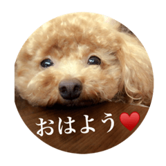 [LINEスタンプ] らぶちゃんの日常