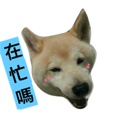 [LINEスタンプ] social worker with shiba