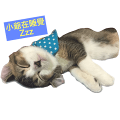 [LINEスタンプ] Juan Juan Cat Life