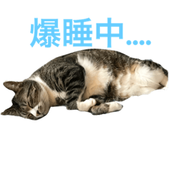 [LINEスタンプ] 猫スタンプ(日本語)