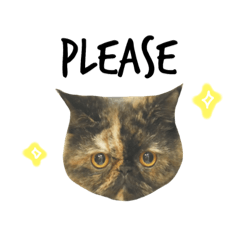 [LINEスタンプ] two cats: Heymao and Heygua