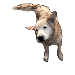 [LINEスタンプ] dodo petの画像（メイン）