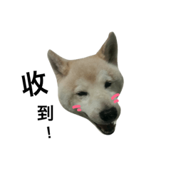 [LINEスタンプ] social worker with shiba 3.0