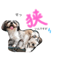 [LINEスタンプ] シーズー もも＆小太郎 パート2