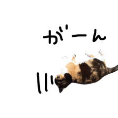 [LINEスタンプ] ねこのちび