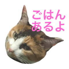 [LINEスタンプ] 夜ごはん有無確認用スタンプ〜猫と共に〜