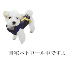 [LINEスタンプ] マルプー 大吉