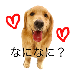 [LINEスタンプ] goldenretriever potato7