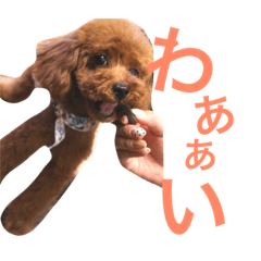 [LINEスタンプ] わさび、犬、スタンプ