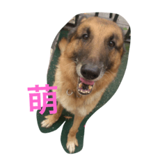 [LINEスタンプ] Morgan is a good dog