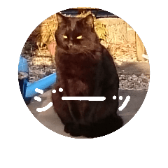 [LINEスタンプ] 身近な黒猫たち