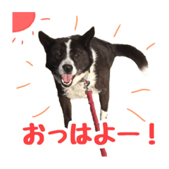 [LINEスタンプ] 毎日使おう！【雑種犬コリン】写真スタンプ