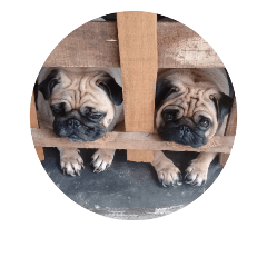 [LINEスタンプ] Pug dog thailand