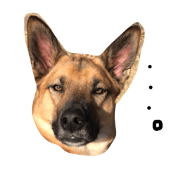 [LINEスタンプ] シェパード ミックス犬 雑種 スパイクの画像（メイン）