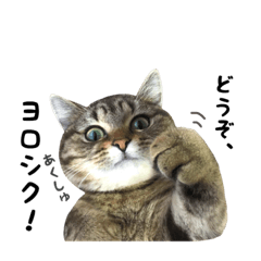 [LINEスタンプ] 猫猫日和