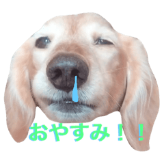 [LINEスタンプ] dachshud"Mac"