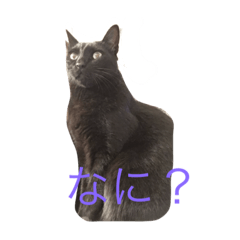 [LINEスタンプ] 猫兄弟デニーロ＆アンジーの画像（メイン）