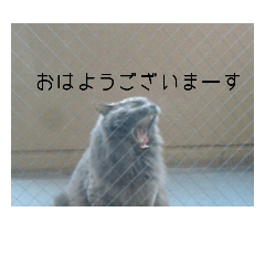 [LINEスタンプ] 愛猫Qooちゃん