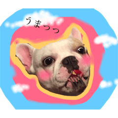 [LINEスタンプ] ぶー玉と愉快な仲間たち