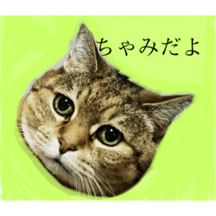 [LINEスタンプ] ちゃみだよ