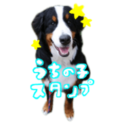 [LINEスタンプ] うちの子スタンプあぽうーにゃーよん