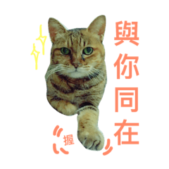 [LINEスタンプ] cat enthusiast life6