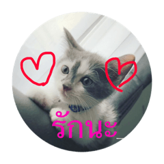 [LINEスタンプ] Lucky Lovely Cat