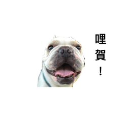 [LINEスタンプ] French Bulldog - King Tour 2