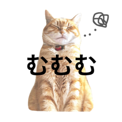 [LINEスタンプ] 茶トラねこのみーちゃん