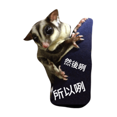 [LINEスタンプ] Sugarglider Nanako