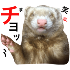 [LINEスタンプ] I LOVE FERRET 10 フェレット