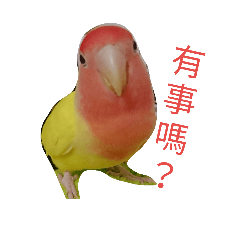 [LINEスタンプ] Cockatiel and lovebirds