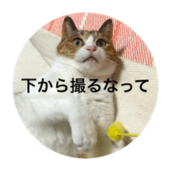 [LINEスタンプ] とどろけ！ゾエ・キャット！