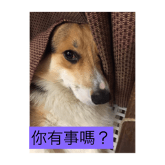 [LINEスタンプ] CORGI No.6 Beat