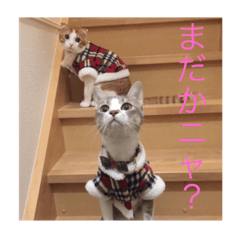 [LINEスタンプ] 愛猫日常スタンプです。