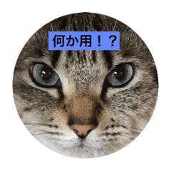 [LINEスタンプ] 自分で使いたいスタンプ