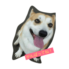 [LINEスタンプ] 多聞くん