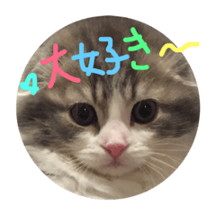 [LINEスタンプ] 可愛い ネコちゃん挨拶カード