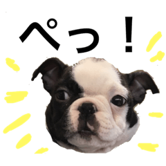 [LINEスタンプ] ボストンテリア海平