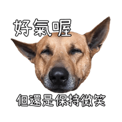 [LINEスタンプ] Dog's daily routine