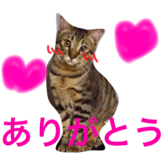 [LINEスタンプ] あるなきんふぉるちん