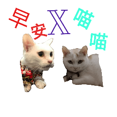 [LINEスタンプ] Cat QQ dar