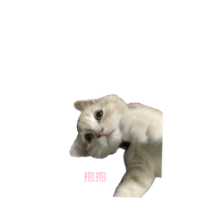 [LINEスタンプ] Pong Pong Cat