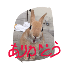 [LINEスタンプ] monaka rabbit picuture 2