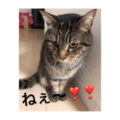 [LINEスタンプ] 猫のとらちゃん。