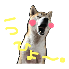 [LINEスタンプ] 柴犬あじサン  お友達も一緒編