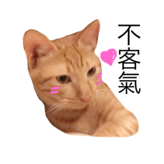 [LINEスタンプ] Reiki cat-Close to the people