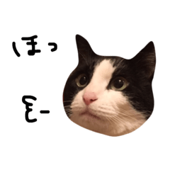 [LINEスタンプ] ねこのひまわり