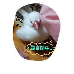 [LINEスタンプ] 白文鳥 ジュミの日常